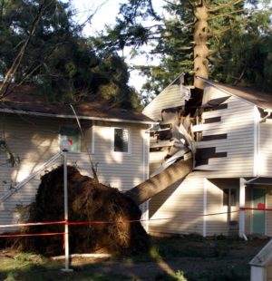 Unfortunately, it didn't survive the falling tree. (Photo: Ryan Kitko/wikimedia)