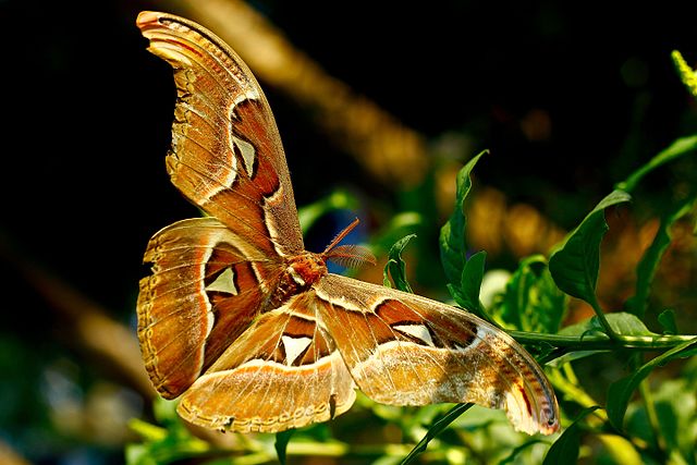 Some moths are undeniably impressive. (Photo: Joanjoche/wikimedia)
