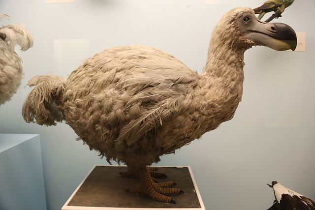 The most unfortunate of birds. (Photo: John Cummings/wikimedia)