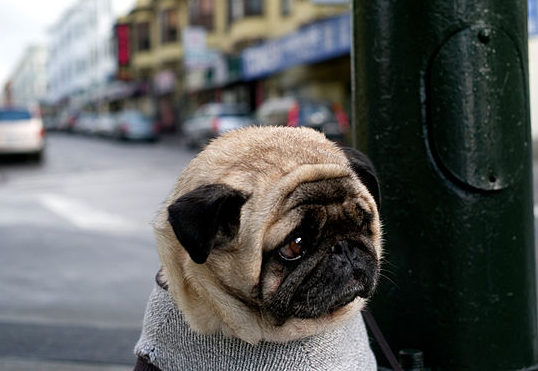 The sadness in his eyes. (Photo: Christopher Michel/wikimedia)