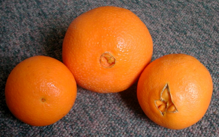 Just think of the oranges themselves as horrifying fruit bellies.