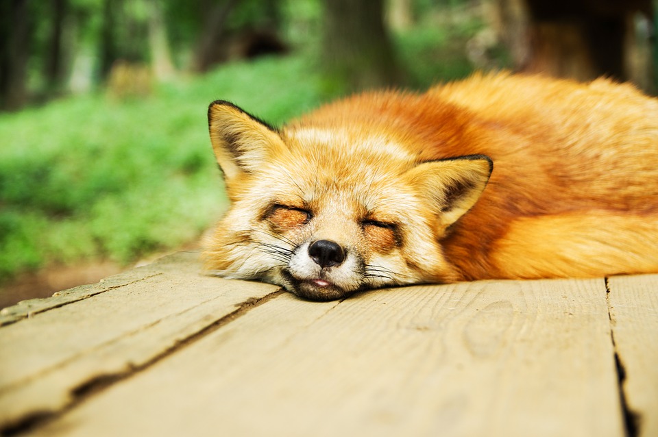 The only reason we used that article about laziness in animals in the examples here was for an excuse to have a picture of a sleepy fox. Enjoy! (Photo: Shingo_Nono)