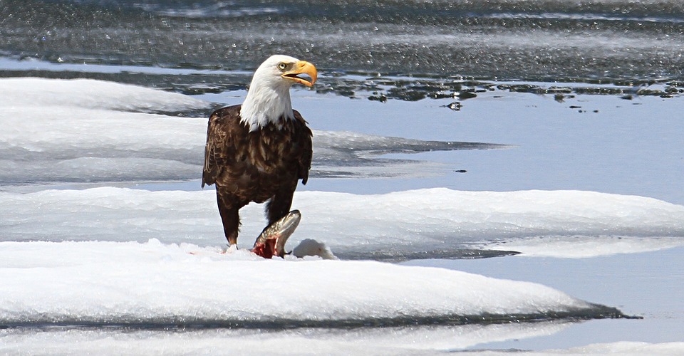 To further give you a feel of this book, the 'About the Cover' section simply reads: 'A bewildered and tired bald eagle on a deserted beach, searches for his country. For the Republic that is fading fast. (We must once again make the eagle proud and restore his Republic).'