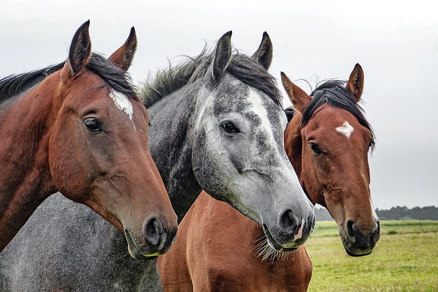 Technically, you could use an actual horse to dry your clothes. But a clothes horse is less likely to run away.