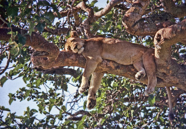 There are worse places to take a nap, though.