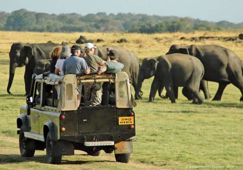 A safari in Sri Lanka.