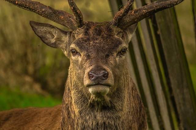 A grumpy deer.