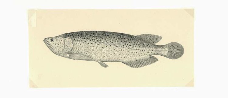 The Dawson River barramundi (artwork by George Coates).