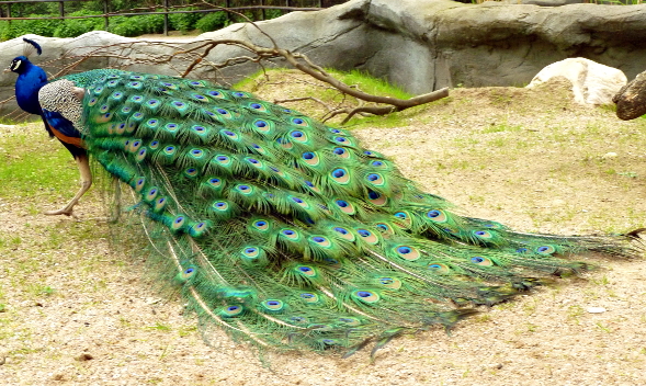 A male peacock's tail feathers.