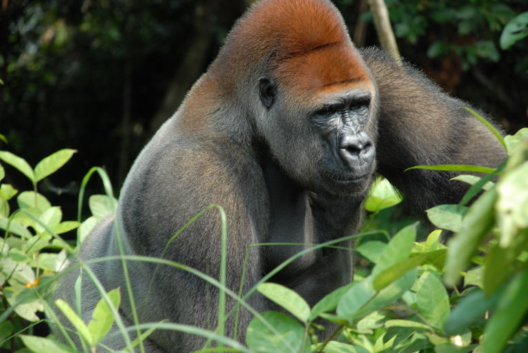 A gorilla leaning over some vegetation.