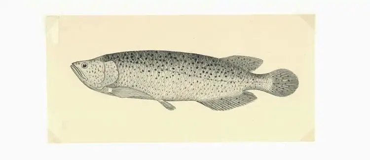 The Dawson River barramundi (artwork by George Coates).